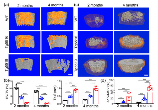 Micro CT images of mouse bone and fat.